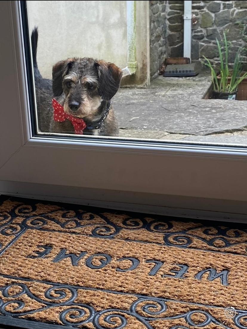 Pippin Lodge Llanwrda Екстериор снимка