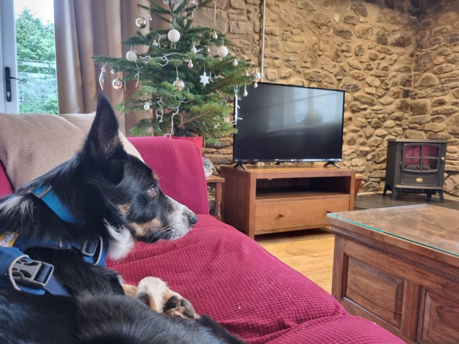 Pippin Lodge Llanwrda Екстериор снимка
